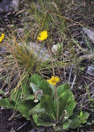 Image result for Acrotome thorncroftii