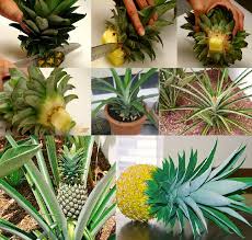 Pineapple Ananas Comosus Zone 9 11 House Plant Other Zones Chop Off The Top Leaving Inch Or So Of Fruit Grow Pineapple Plant Pineapple Planting Plants