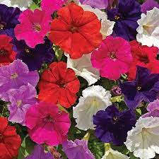 Petunia Picobella Series Flower Garden Seed 1000 Pelleted Seeds Color Mix Flowers Annual Bloom Milliflora Petunias Walmart Com Flower Seeds Petunias Flowers