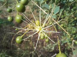 Image result for Maerua