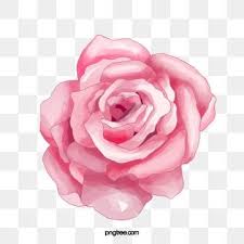 Pink White Rose Flower Vector Flower Clipart Pink Rose Flower Png And Vector With Transparent Background For Free Download In 2020 Flower Clipart Watercolor Flower Background Flower Png Images