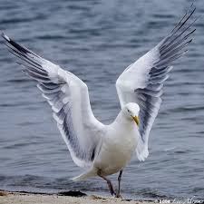 Herring Gull Photo By Len Abrams Arps Photographer From Flickr Tablolar Kus Ve Hayvanlar