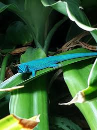 Image result for Hermannia guerkeana