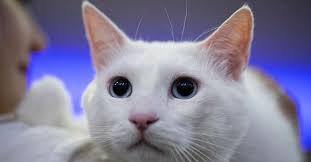 Ruyada Kedi Gormek Nedir Ruyada Kara Ve Beyaz Kedi Gormek Evde Kedi Isirmasi Tabiri En Son Haber