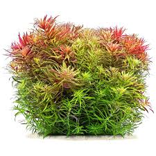 Image result for Limnophila fluviatilis