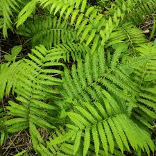 Image result for Xyris asterotricha