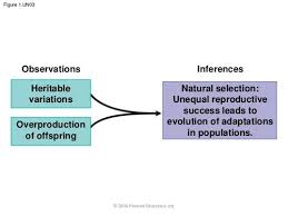 Biology The Scientific Study Of Life Chapter Review Flashcards Quizlet