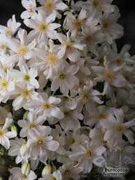 We have shown joe here tied into a obelisk growing out of a planter but the effect is fantastic, you can't count how many flowers there are on it. Clematis Cartmanii Joe From Burncoose Nurseries