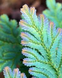 Image result for Selaginella mittenii