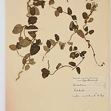 Image result for Cynanchum obtusifolium