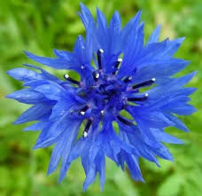Pin On Bleuet De France Cornflower Poppy Lady Madame Guerin