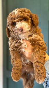 Peek-a-boo, we see you! ✂️👀 Poppy’s little fluff balls got their first eye  trims, and now their adorable faces can finally shine! Watch as these six  cuties go from shaggy to stunning—just in time for ...