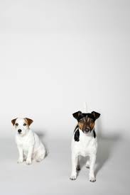 Jack Russell Terrier Black And Brown And White Doggie Portrait With Siblings Black White Brown Jack Russel Terrier Doggos Dog Photography Jack Russell Dogs Jack Russell Terrier