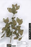 Image result for Diospyros consolatae