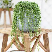 String of pearls is a unique hanging succulent that will add that little quirk to any house. Yougarden Senecio Herreianus String Of Beads In 14cm Pot Houseplant Amazon Co Uk Garden Outdoors