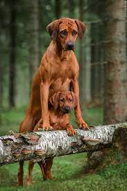 Rhodesian Ridgeback Rhodesian Ridgeback Dog Rhodesian Ridgeback Puppies Dog Breeds