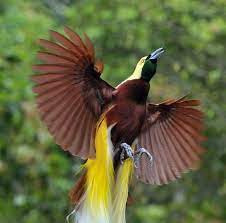 Check spelling or type a new query. 23 Gambar Burung Cendrawasih Hitam Putih Burung Cantik Ini Hanya Ditemukan Di Dataran Rendah Gambar Burung Cendrawasih Diambil D Gambar Burung Burung Gambar