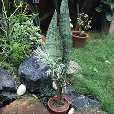 Image result for Sansevieria kirkii