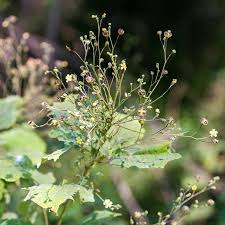 Image result for Wissadula