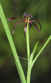 Image result for Iphigenia pauciflora