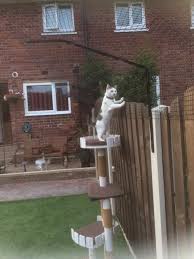 Photos From Protectapet Ltd Garden Fence For Cats Safe Cat Katze Zaun Aussengehege Fur Katzen Katzengarten