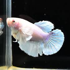Female Betta Fish Dumbo White Beige Ap7 From Thailand Ebay Betta Fish Betta White Beige