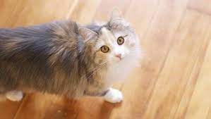 The only way is to test the saliva of the kitten in the laboratory to know the degree of the kitten allergen. Buying A Siberian Cat Is It Worth It