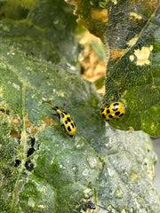 Image result for Mealybug cucumber