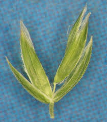 Image result for Glyceria fluitans