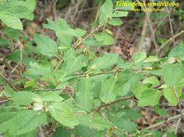 Image result for Triumfetta