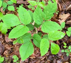 Image result for Hylodesmum