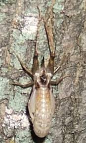 They aren't dangerous, but they do eat fabric and can be a nuisance. Molting Camel Cricket Ceuthophilus Bugguide Net