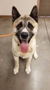 The central pa humane society (cphs), serving blair and surrounding counties in central pennsylvania, is a charitable, organization dedicated central pa humane society. Adopted Papa Is A 100 Pound Akita Humane Society Of El Paso Facebook