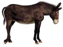 Resultado De Imagen Para Donkey 3d Model With Images Horses Poser 3d Poser