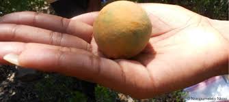 Image result for Landolphia foretiana