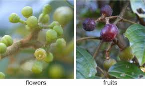 Image result for Rhoicissus