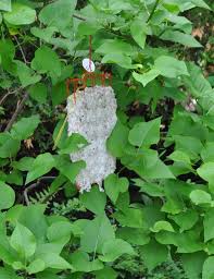 One Of The Biggest Transformations That Marks The Shift From Winter Into Spring Is The Emergence Of The Green Lea Shade Garden Shade Garden Plants Shade Plants