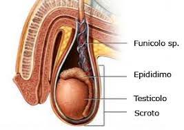 Altri sintomi che si possono evidenziare sono: Dolore Testicolare Le Cause E La Terapia