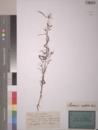 Image result for Antherotoma tenuis