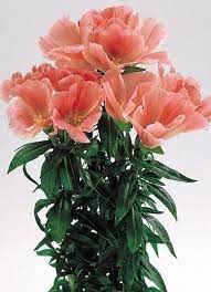 Godetia Flamingo Series Wellgrow Horti Trading Amazing Flowers Types Of Flowers Floral Education