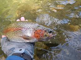 Freshwater Fisheries Society Of Bc Blog
