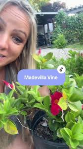 How to Make My Mandevilla to Floer