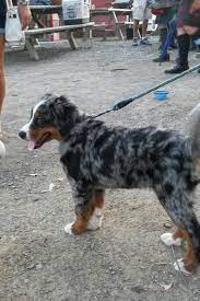 (toy) portuguese podengo portuguese water dog pug puli pumi pyrenean mountain dog rhodesian we have 5 german shepherd puppies available 1 boys and 4 girls. Bernese Mountain Dog Australian Shepherd Mix Petfinder