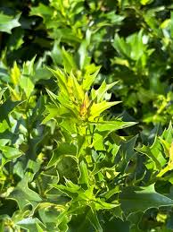 Image result for Ilex latifolia