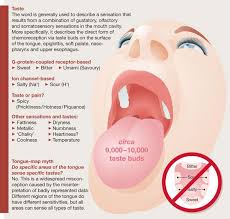 Bitter Taste In My Mouth Causes Humans Like Many Other Mammalian Omnivores Have Strong Food Related Biases The Combination Of Taste And Olfactory Rece Food Tasting Soft Palate Wine Tasting