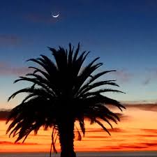Check spelling or type a new query. Moon Over A Palm Tree Palmtrees Moon Sunset Pointvice Flickr
