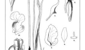 Image result for Brownleea