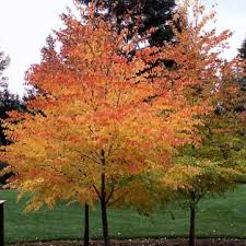 Katsura Tree Clarenbridge Garden Centre Katsura Tree Shade Trees Trees To Plant