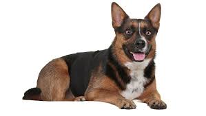 We found sam smucker in pa. Corman Shepherd Mixed Dog Breed Pictures Characteristics Facts