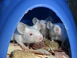 Image result for In physical form. Men And Mice.